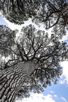 canvas-print-tallwood-01