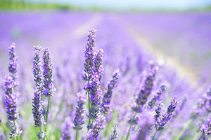framedcanvas-print-the-lavender-blossom