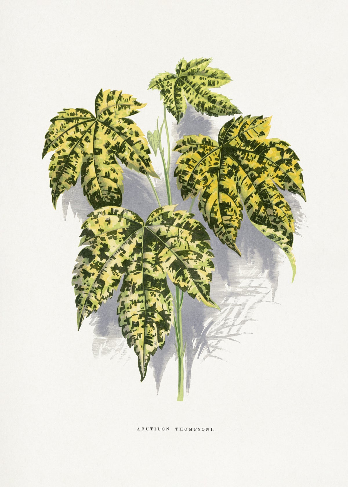 framedposter-print-abutilon-thompsoni-leaf-illustration