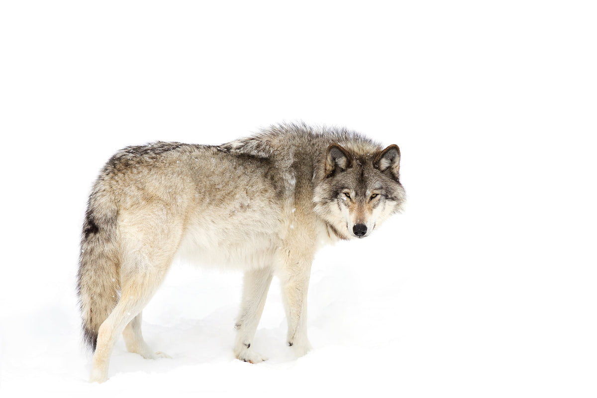 framedcanvas-print-canadian-timber-wolf