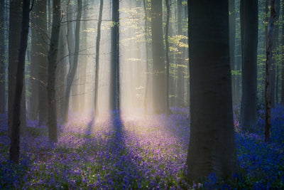 poster-print-velvet-light