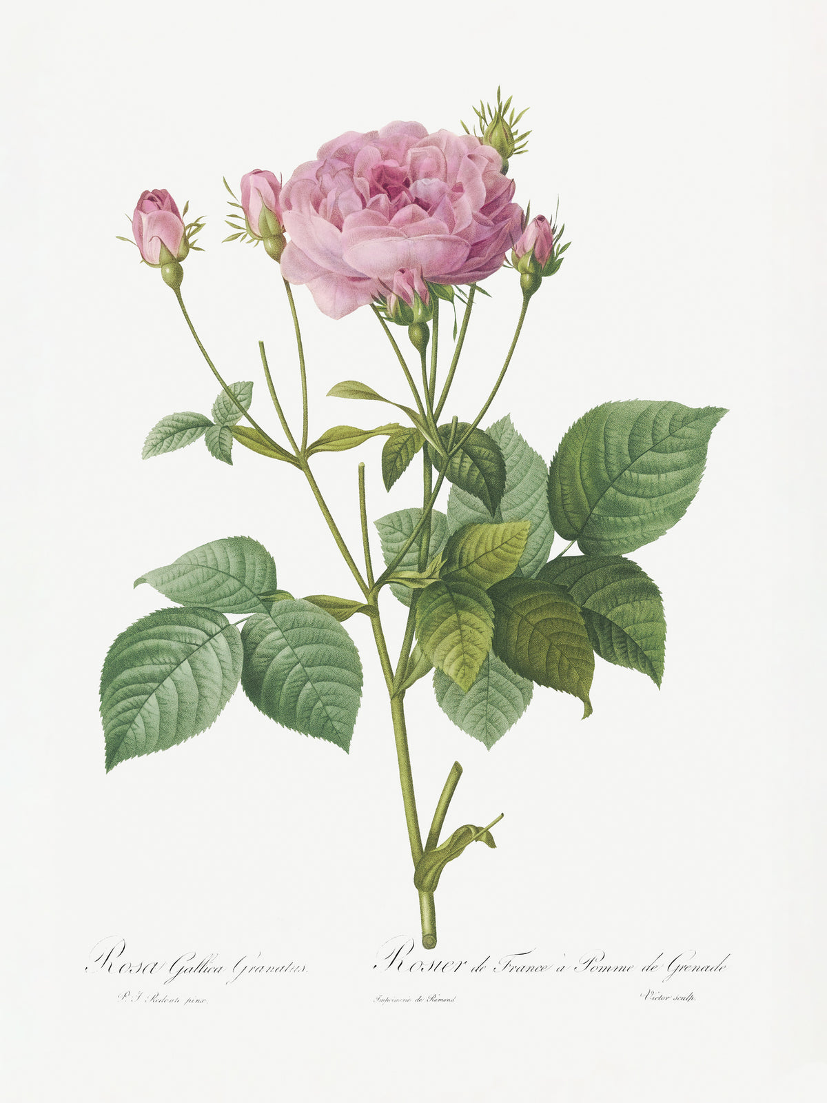 framedposter-print-rosa-gallica-granules-les-roses-1817-1824