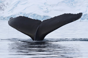 3-piece-acrylic-print-the-humpback-whale