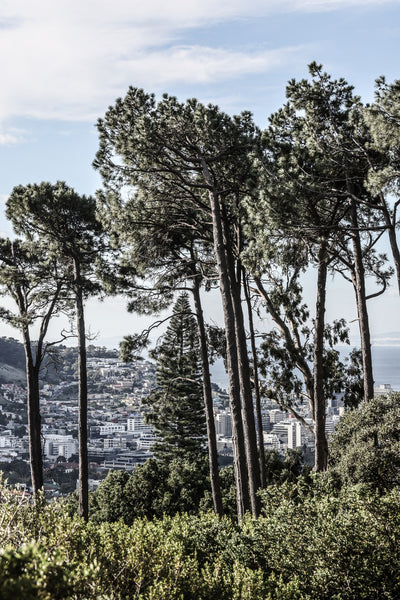 poster-print-city-pines