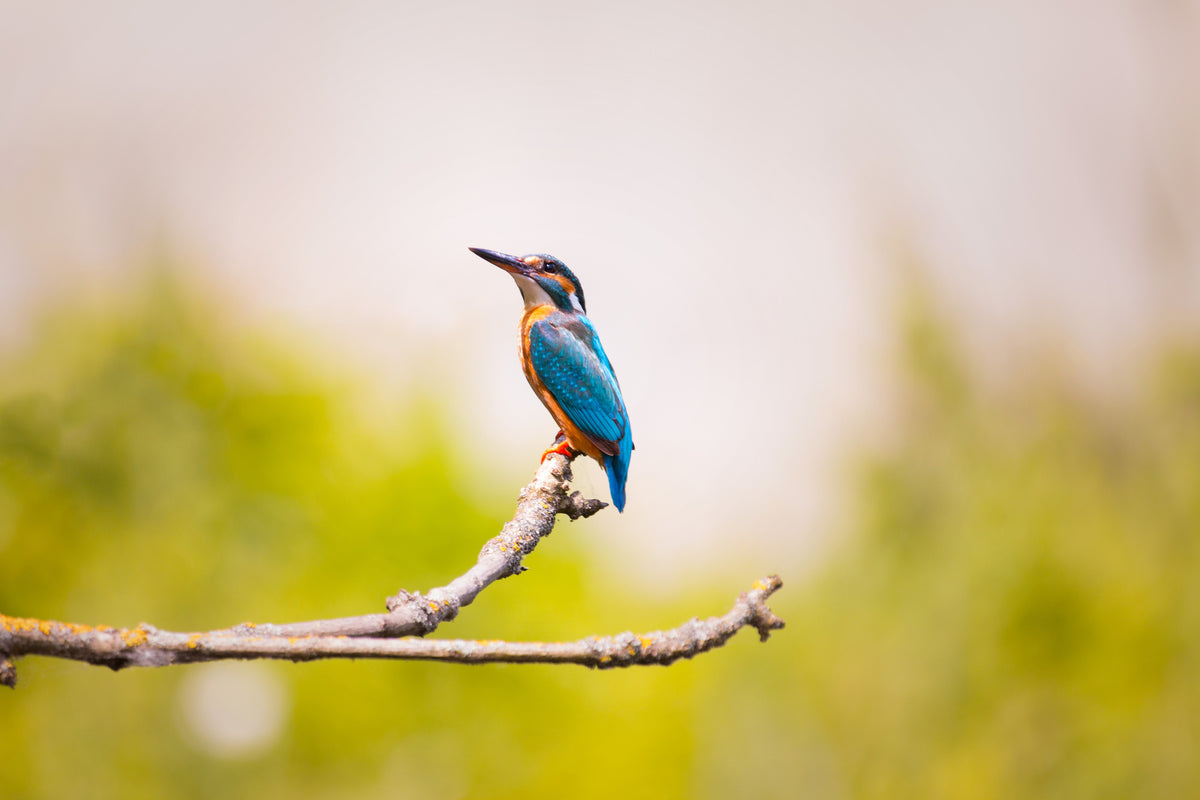 canvas-print-the-kingfisher