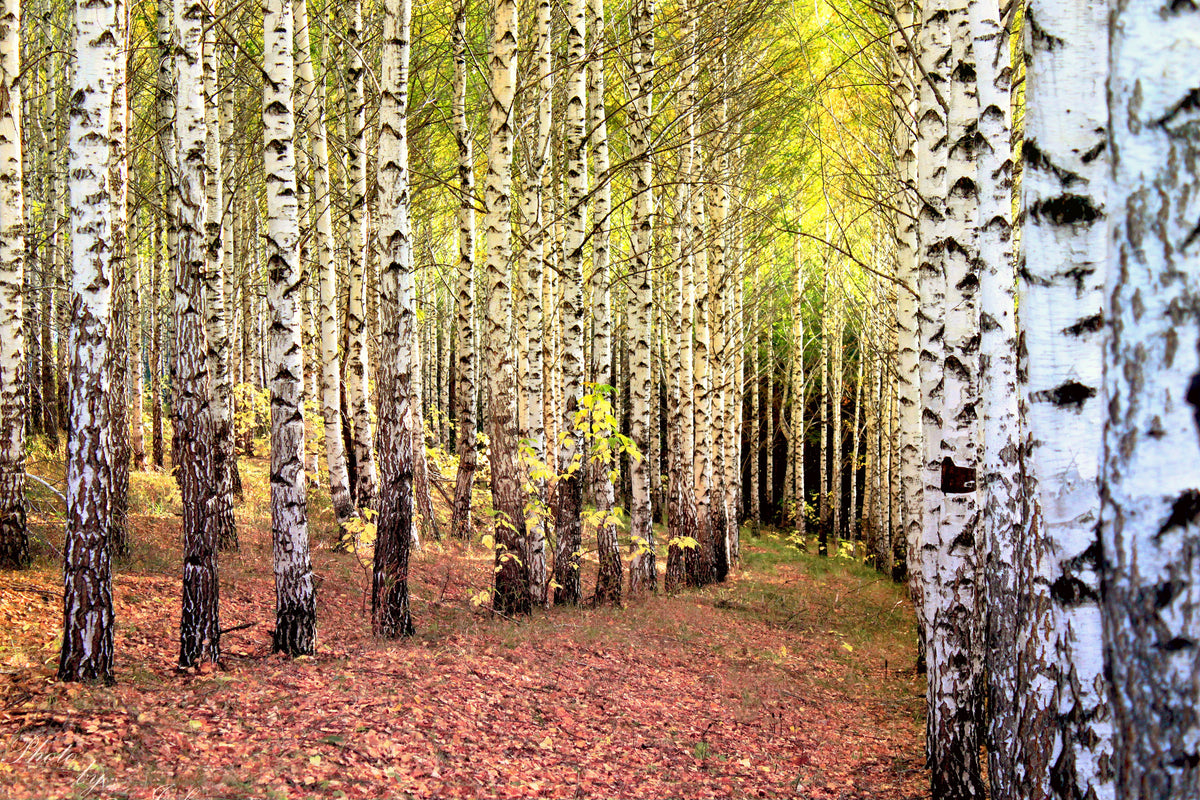 modern-3-piece-acrylic-print-the-path-between-birches