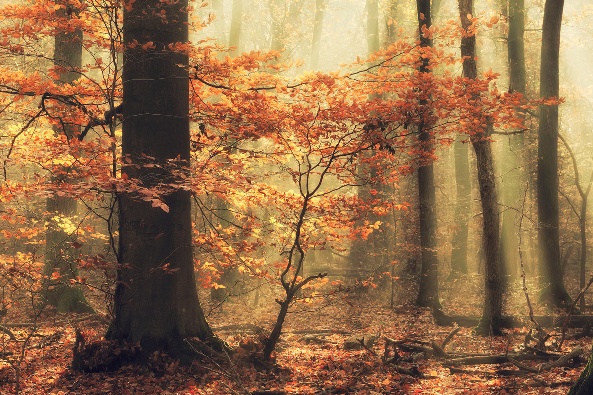 acrylic-print-soft-fall-x