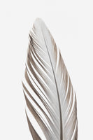 framedcanvas-print-feather-003