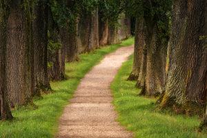 modern-3-piece-aluminium-print-a-path-in-the-forest