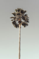 canvas-print-palm-001