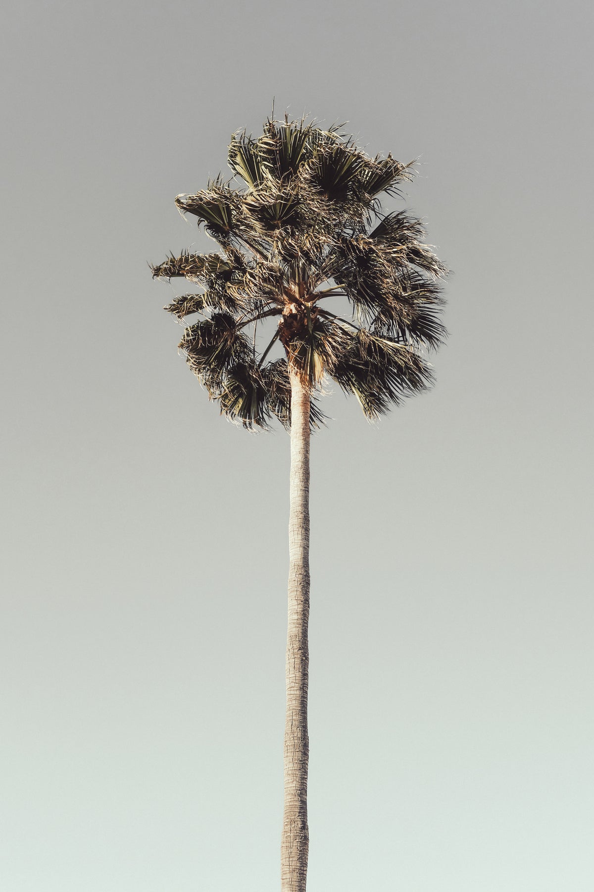 canvas-print-palm-001