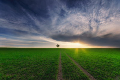 poster-print-loner-in-the-sun-2