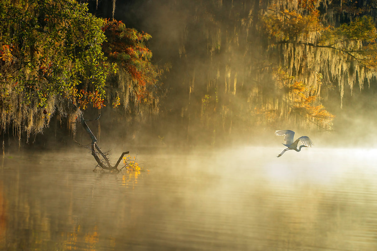 aluminium-print-egret