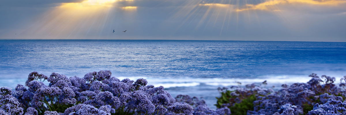 panoramic-3-piece-aluminium-print-lavender-and-sea-panorama