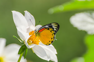 modern-3-piece-acrylic-print-tiger-butterfly-on-a-white-flower