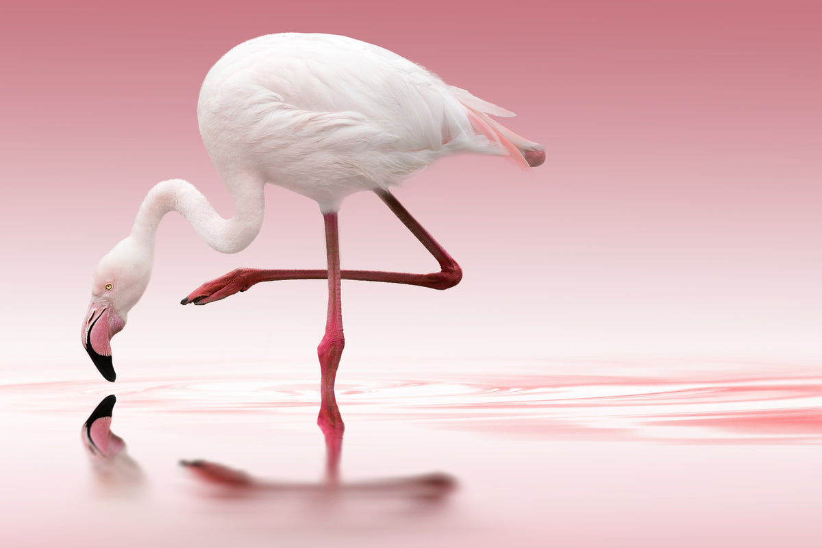 framedposter-print-flamingo