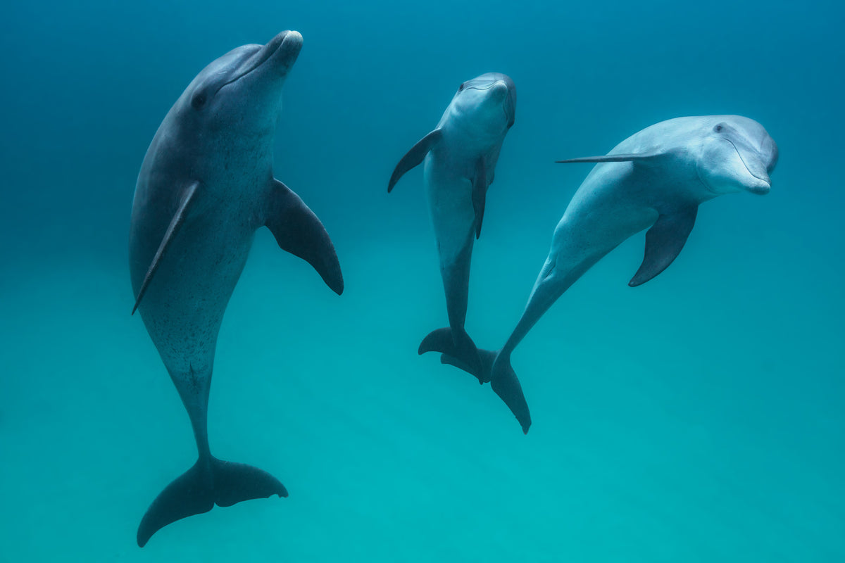 3-piece-canvas-print-bottlenose-dolphins-ii