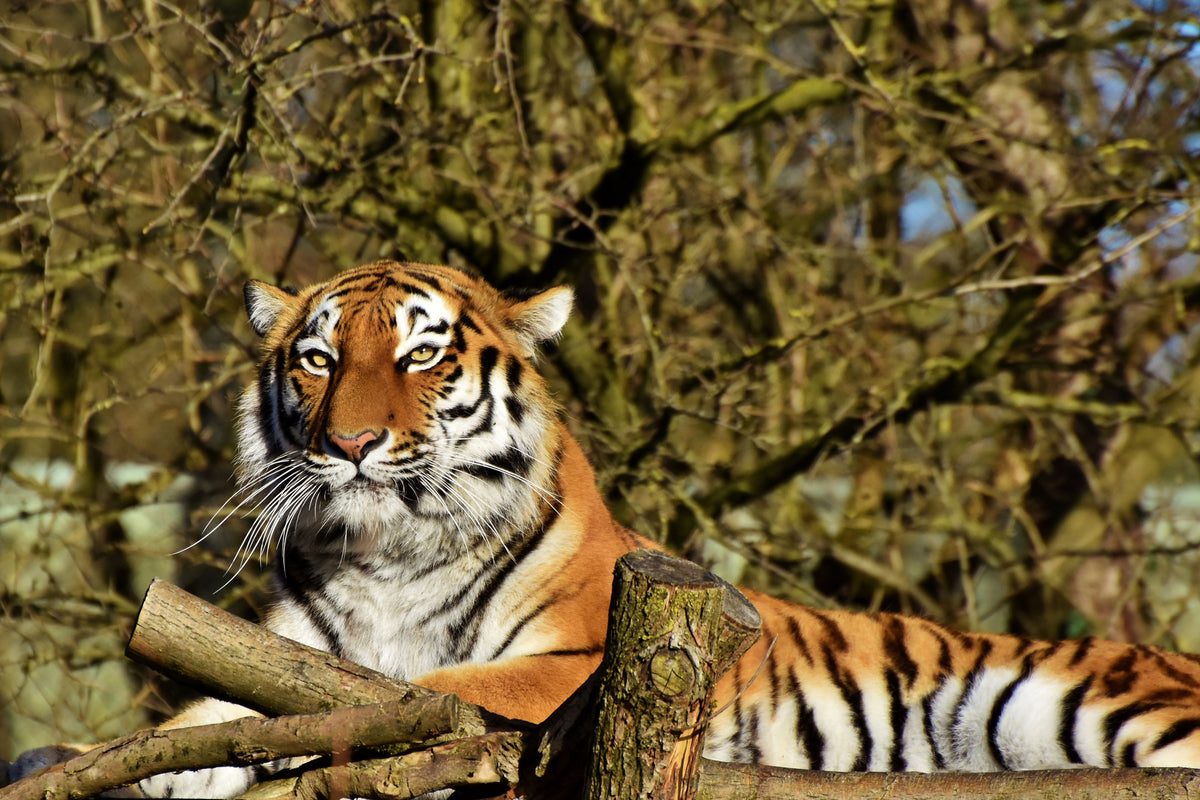 canvas-print-proud-tiger