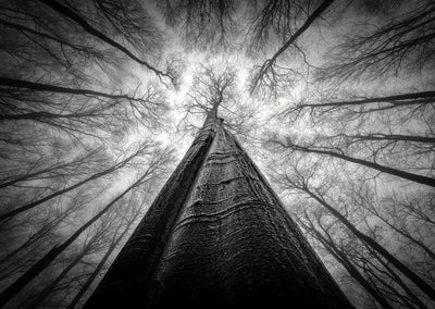 poster-print-forest-views-3