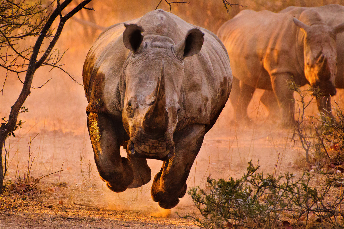 framedcanvas-print-rhino-learning-to-fly-x