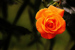 framedposter-print-the-blossom-of-the-rose