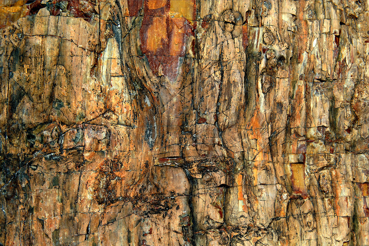 canvas-print-bark-x