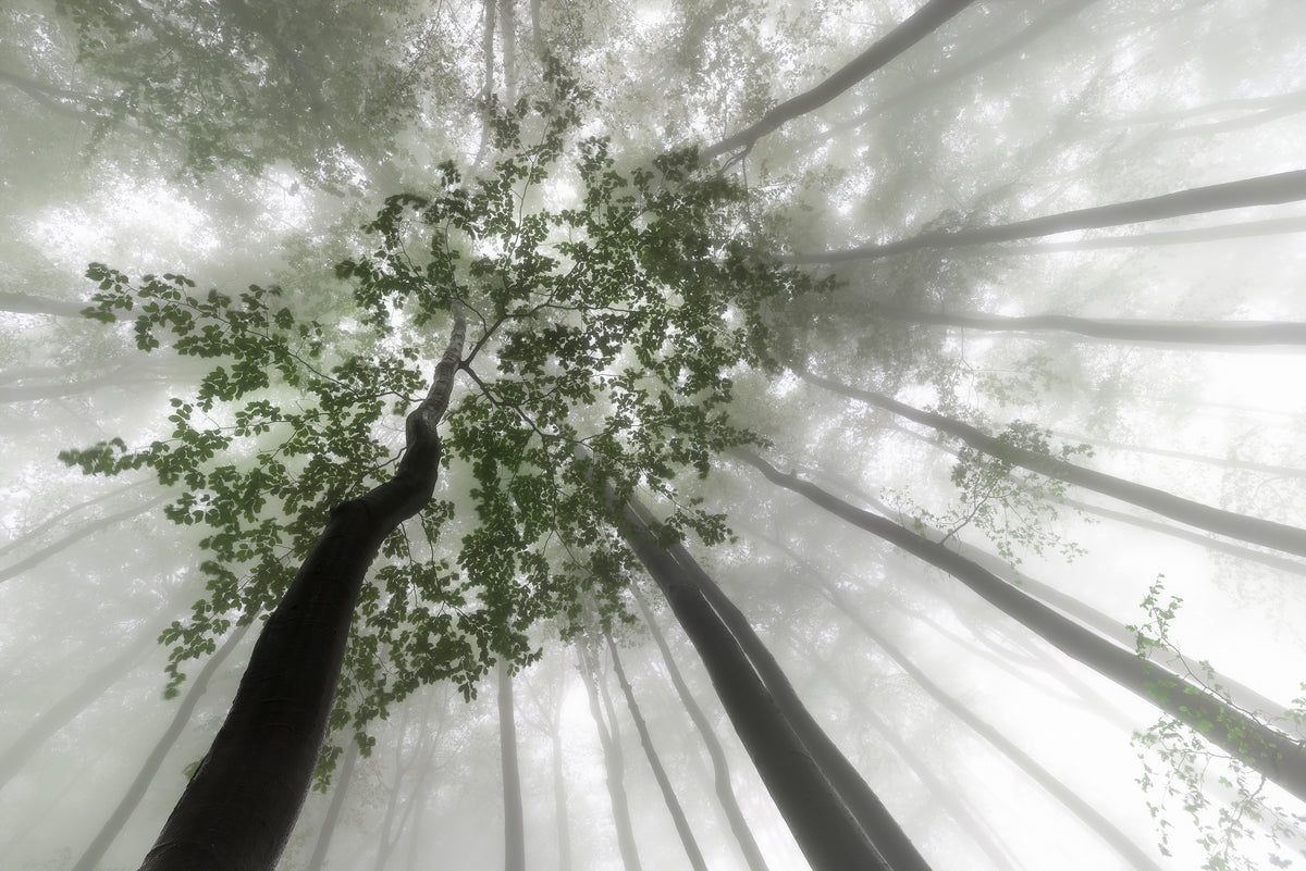 3-piece-canvas-print-misty-mystery-of-the-forest