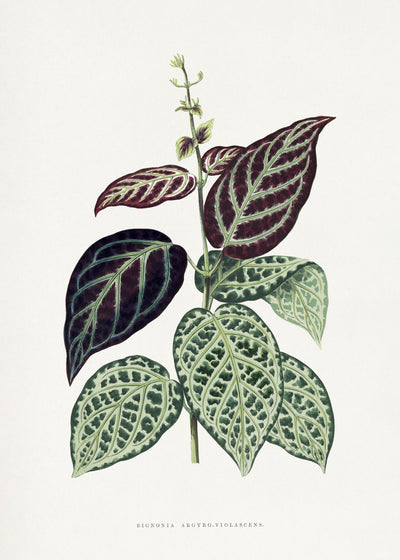 poster-print-green-bignonia-argyro-violascens