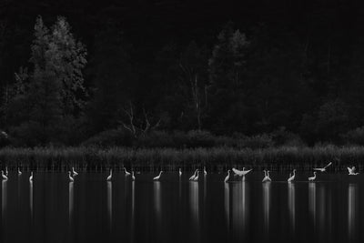poster-print-birds-4