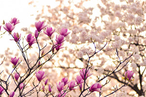 framedposter-print-beautiful-magnolia-xl