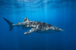 aluminium-print-whale-shark-in-the-blue-x