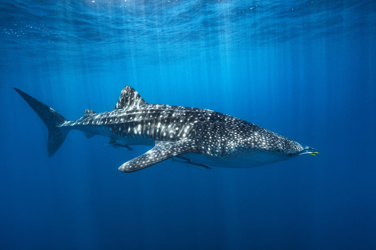 aluminium-print-whale-shark-in-the-blue-x
