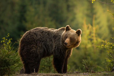 poster-print-backlit-bear-x