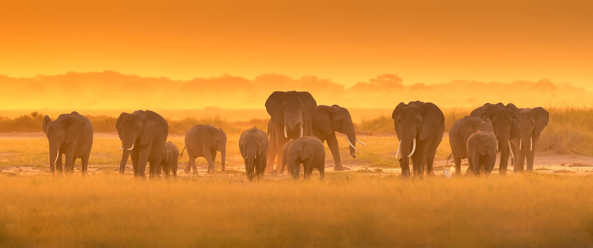 panoramic-aluminium-print-golden-light