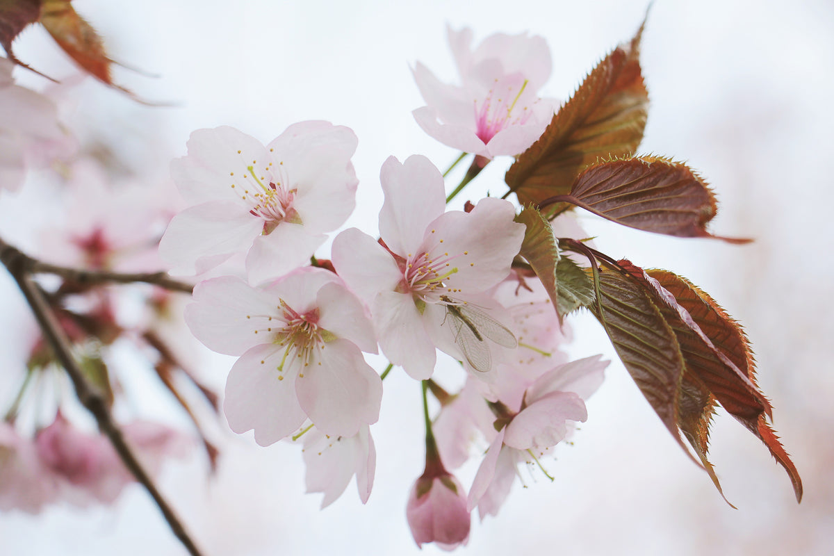 framedposter-print-lovely-japanese-cherry