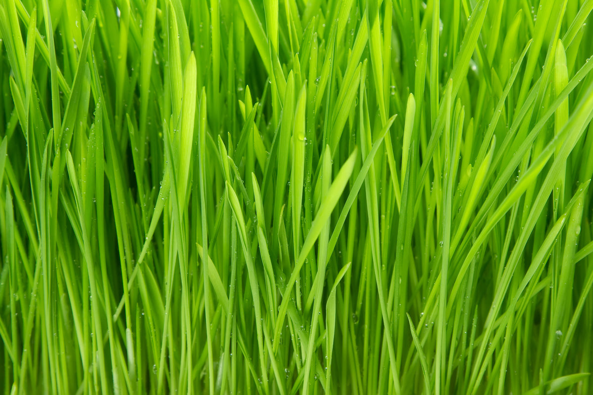 3-piece-canvas-print-grass-in-morning-dew