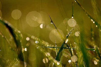 poster-print-dew-in-the-morning