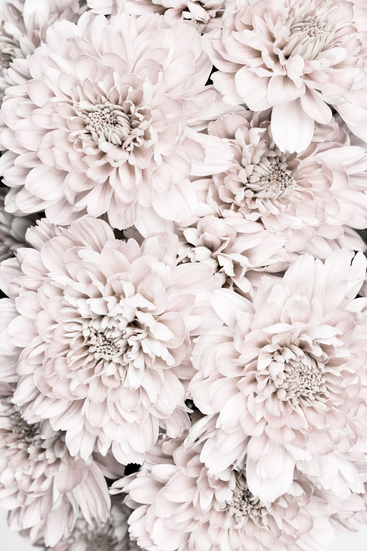 aluminium-print-chrysanthemum-no-09