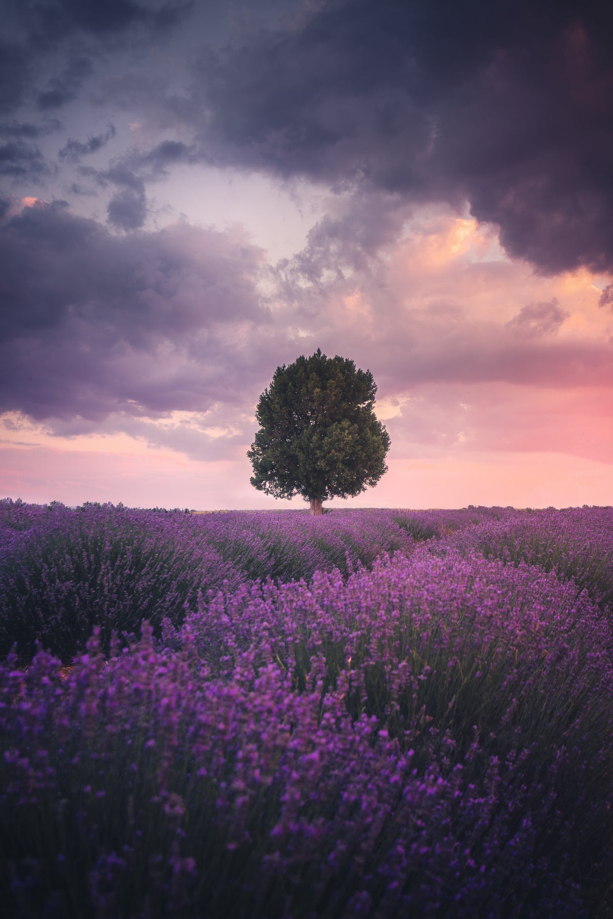 aluminium-print-lavender-fields-isparta