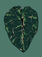 framedcanvas-print-alocasia-melo-dark