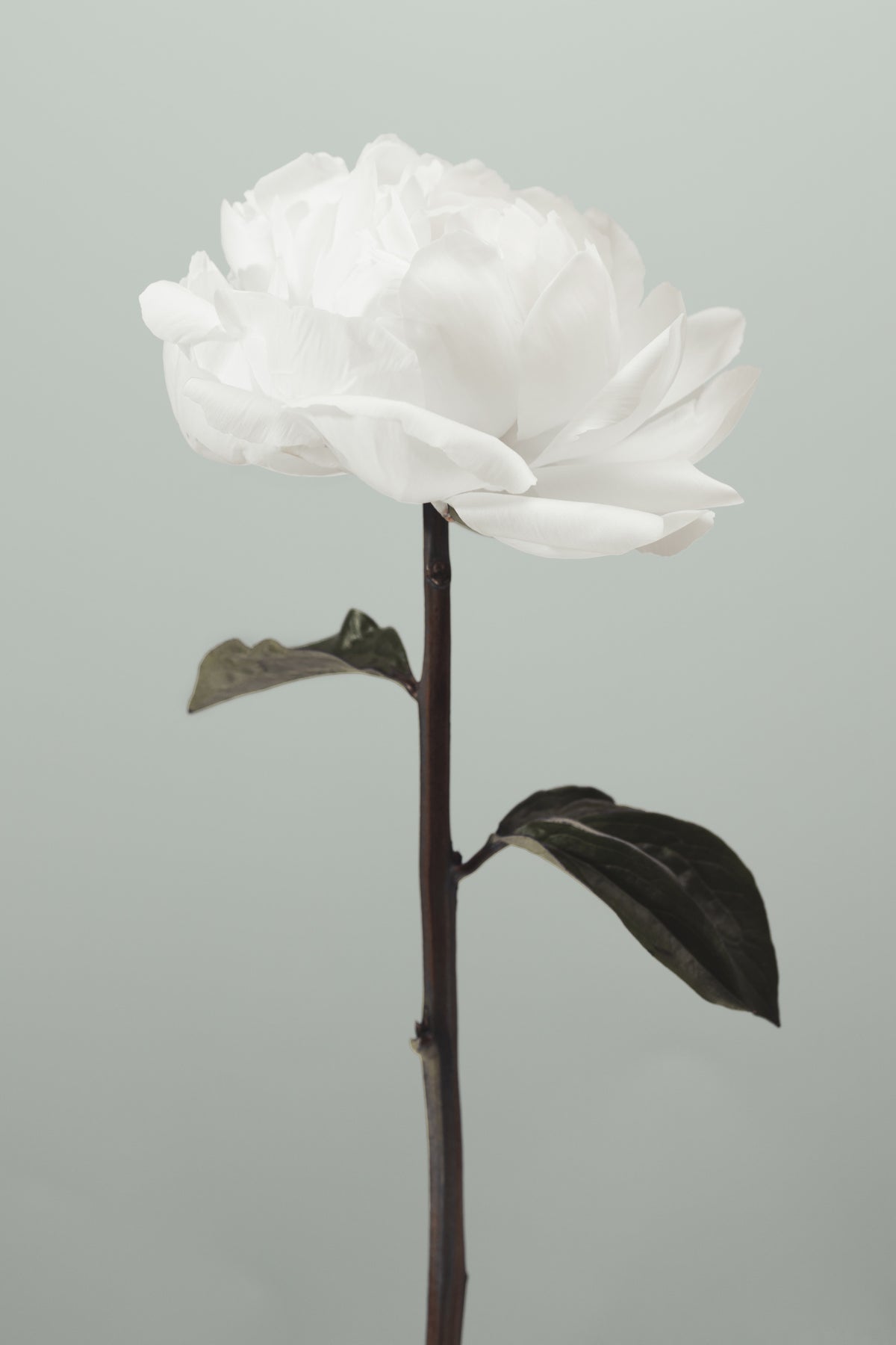 poster-print-peony-16