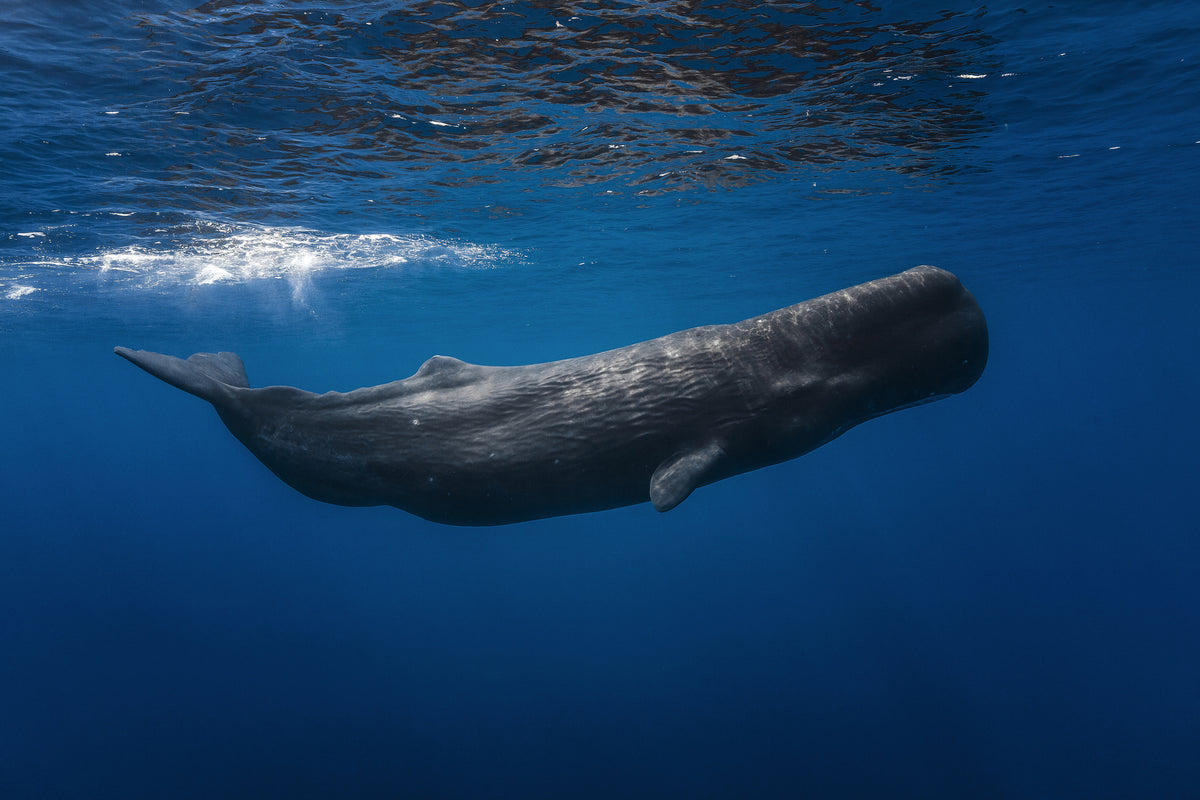 framedcanvas-print-sperm-whale