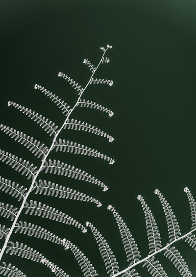 poster-print-fern039s-gentle-curve
