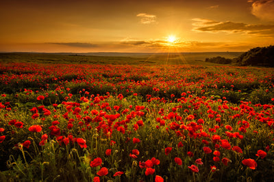 poster-print-poppy-field-at-sunset-z83cr