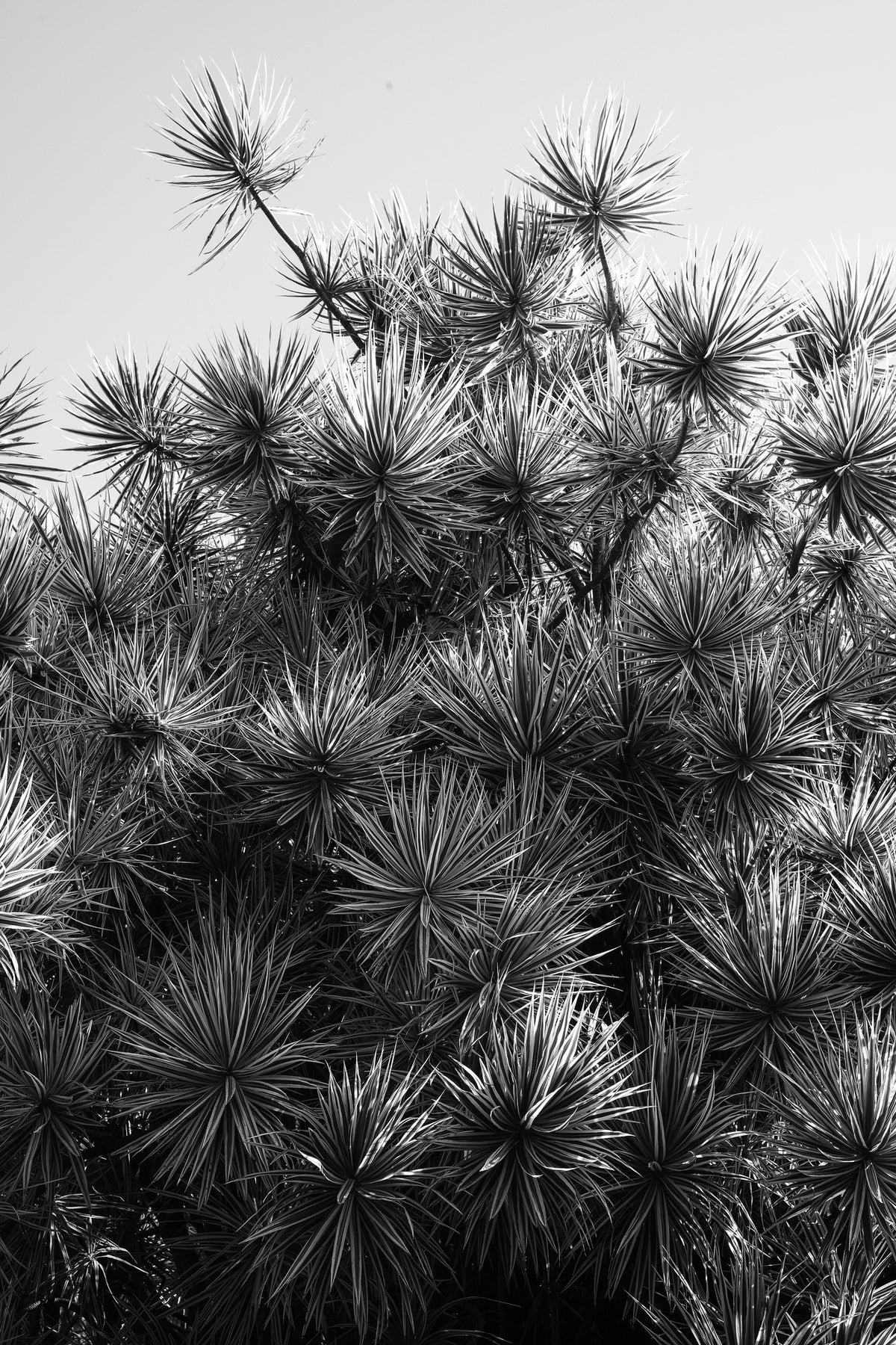aluminium-print-starlit-foliage