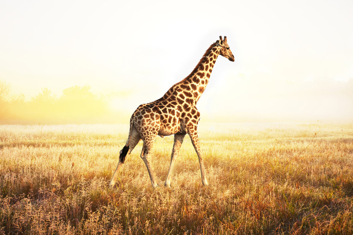 3-piece-aluminium-print-the-giraffe