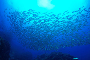 framedcanvas-print-fish-world