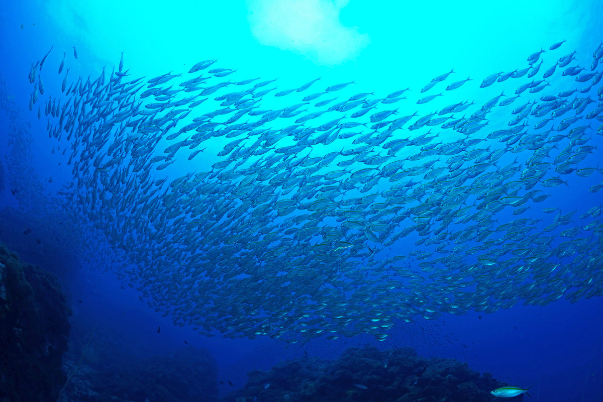 framedcanvas-print-fish-world