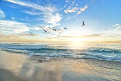 poster-print-the-seagulls-and-the-sea-at-sunrise