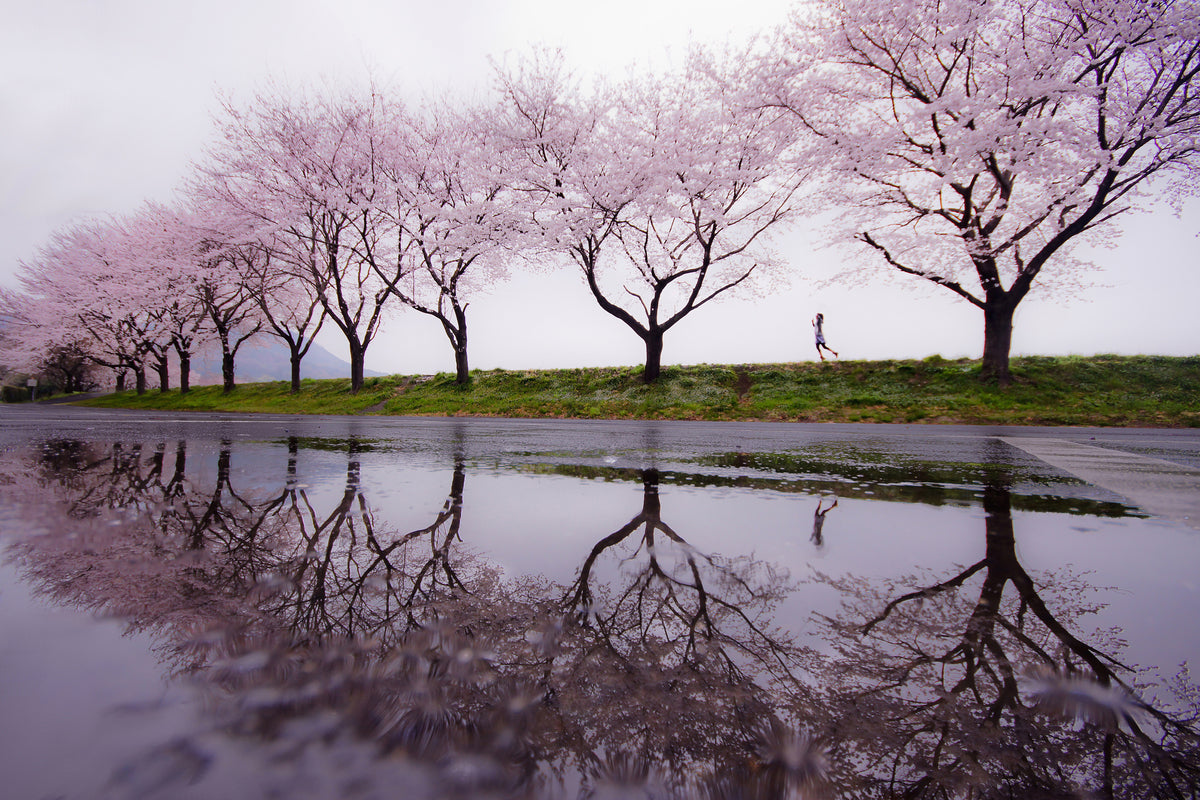 canvas-print-rain-of-spring-x